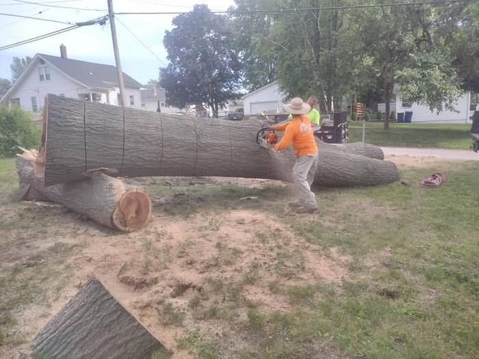 Crew cutting a tree trunk into rounds