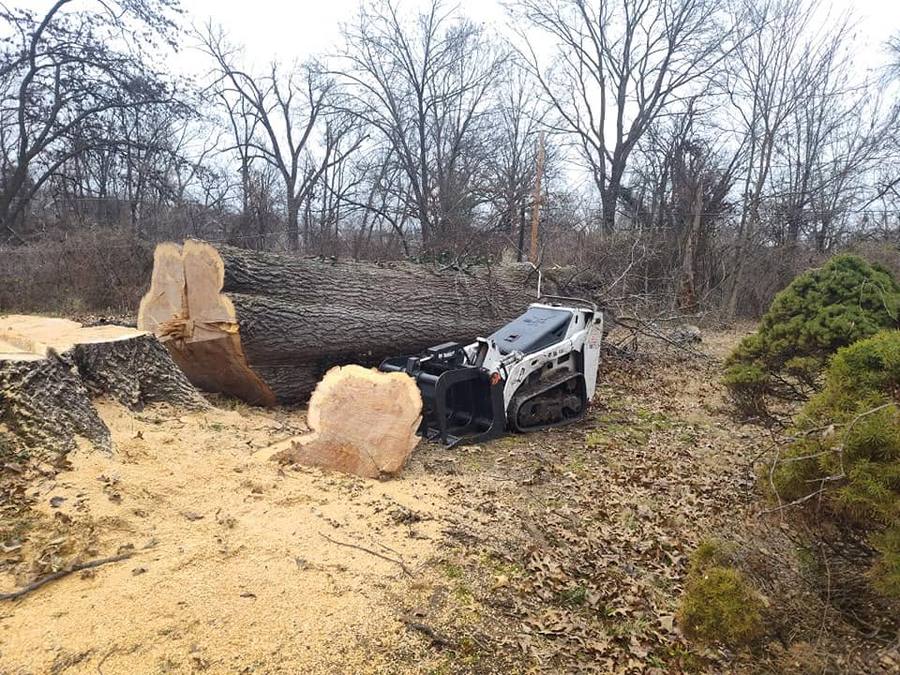 Mini skid steer clearing a massive felled oak tree