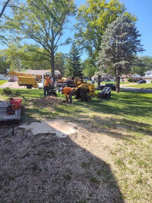 Yard cleaned up after a tree removal job