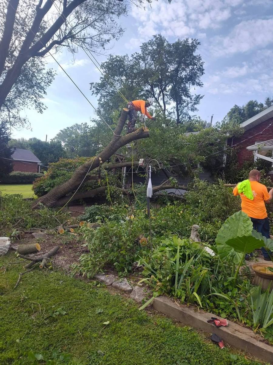J.J's Tree Service arborist cutting a large fallen tree trunk in St. Louis, MO